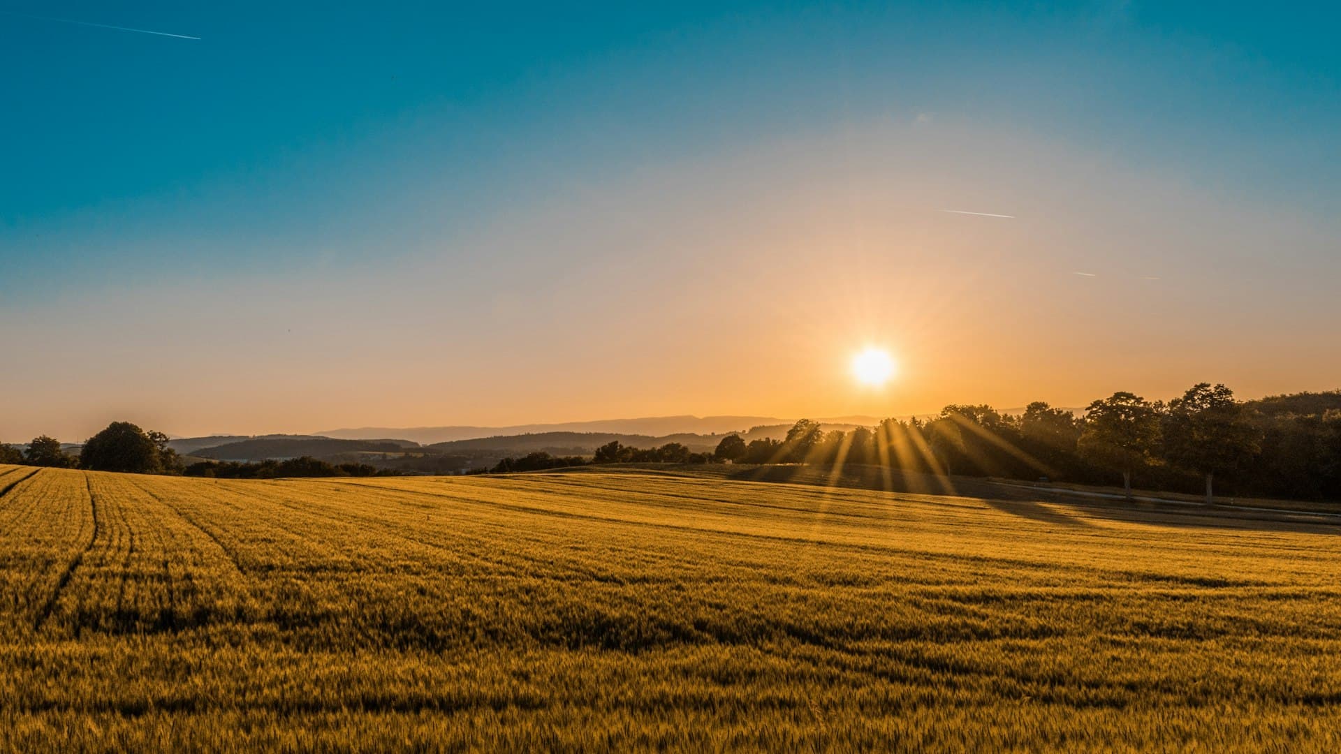 Champ doré au coucher de soleil dans les Aspres