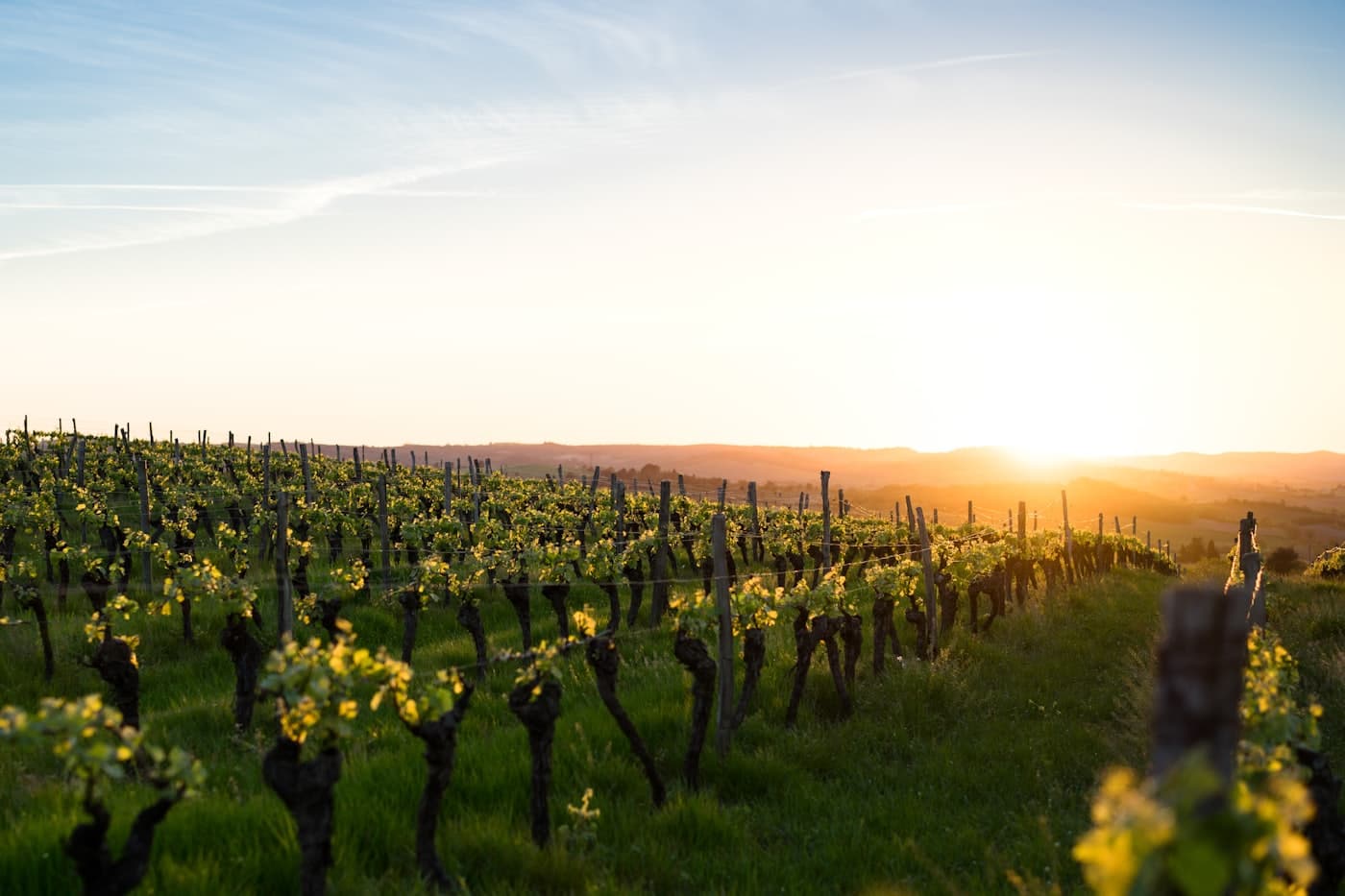Vignobles dorés au coucher du soleil, au cœur des Aspres